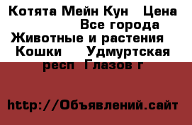 Котята Мейн Кун › Цена ­ 15 000 - Все города Животные и растения » Кошки   . Удмуртская респ.,Глазов г.